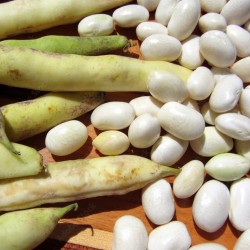 HARICOT Coco de Paimpol (au 500g)