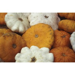 Courge pâtisson pièce au kilo