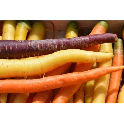 Carottes multicolors  BIO (au kg)