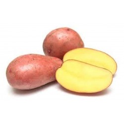 Pommes de terre rouges Bio