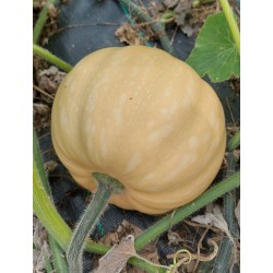 Courge Carat Bio  entière (prix au kg)
