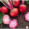Betteraves crues Chioggia  BIO (au 500g)