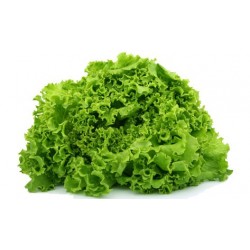 Salade Batavia verte de Chateauneuf BIO (à la pièce)