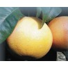 Pomelos rouges de Corse BIO (au kg)