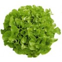 Salade Feuille de chêne blonde BIO Chateauneuf  (Pièce)