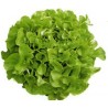 Salade Feuille de chêne blonde BIO Chateauneuf  (Pièce)