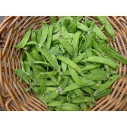 Pois mange-tout BIO Chateauneuf (au 100g)
