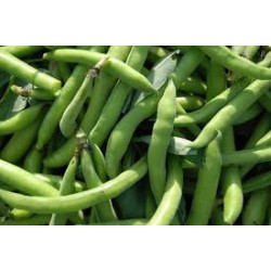Fèves BIO (par 100g)