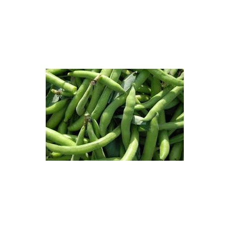 Fèves BIO (par 100g)