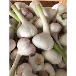 Ail violet frais à l'hectogramme