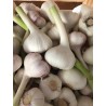 Ail frais BIO Fr (au 100gr)