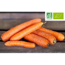 Carottes lavées Bio Italie