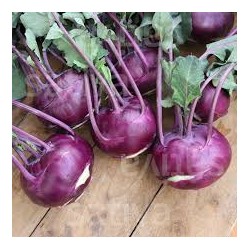 Choux Raves violets mini BIO  (par 500g)