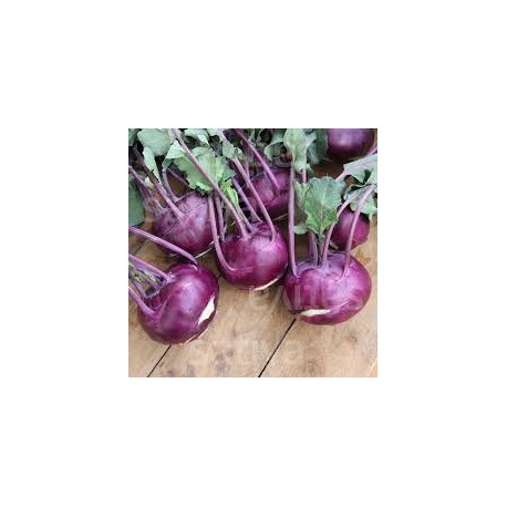 Choux Raves violets mini BIO  (par 500g)