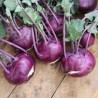Choux Raves violets mini BIO  (par 500g)