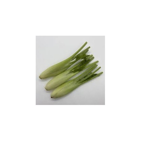 Fenouil mini BIO Chateauneuf (au 500g)