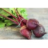 Betteraves bio en botte France
