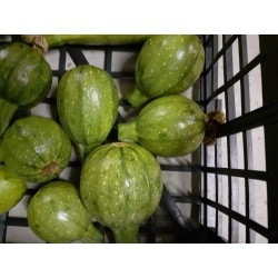 Courgette au kg
