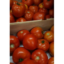 Tomates rondes BIO au kg