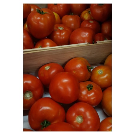 Tomates rondes BIO au kg