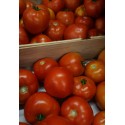 Tomates rondes BIO France (au kg)