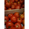 Tomates rondes BIO France (au kg)