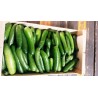 Concombres libanais petits BIO Chateauneuf (au100g)