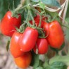 Tomates allongées roma  BIO Chateauneuf (au kg)