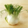 Fenouil BIO Occitanie (au 500g)