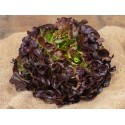 Salade Feuille de chene rouge- BIO- La Roquette sur Siagne (à la pièce)