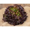 Salade Feuille de chene rouge  BIO (à la pièce)