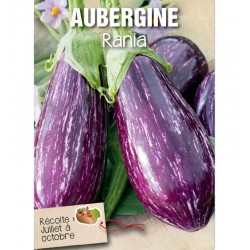 Aubergines Rania - BIO- La Roquette sur Siagne (au kg)