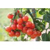 Tomates cerises BIO  (aux 100g)