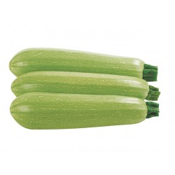 Courgettes claires- BIO- La Roquette sur Siagne (au kg)