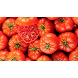 Tomates Coeur de Boeuf - BIO- La Roquette sur Siagne