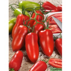 Tomates Cornues  BIO- La Roquette sur Siagne