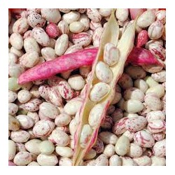 Haricots à ecosser blancs veinés rose BIO Chateauneuf ( au 100g)