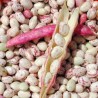 Haricots à ecosser blancs veinés rose BIO Chateauneuf ( au 100g)