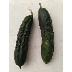Concombre Noa . AR (au 500g)