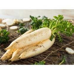 Radis blanc Daikon.  BIO  au 100 g  EP