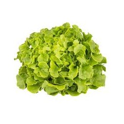 Salade Feuille de cheneblonde- BIO- La Roquette sur Siagne (à la pièce)