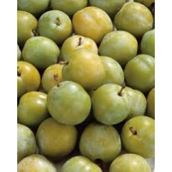 Prunes Reine Claude Dorées BIO (au Kg)