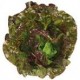 Salade Batavia Rouge- BIO- La Roquette sur Siagne (à la pièce)