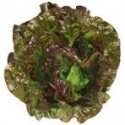 Salade Batavia Rouge- BIO- La Roquette sur Siagne (à la pièce)