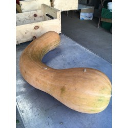 Courge violon vendue au kg. AR
