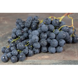 Raisin noir  ARA sans pépins France BIO (au 500g)