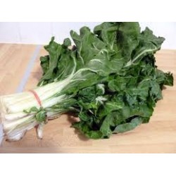Blettes à côtes BIO  (vendues à la botte)