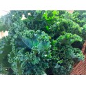 Chou Kale vert BIO La Roquette au 100 g