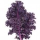 Chou Kale rouge BIO La Roquette au 100 g