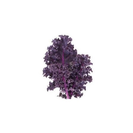 Chou Kale rouge BIO La Roquette au 100 g